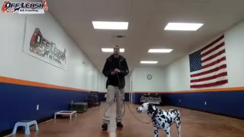 Dog training video