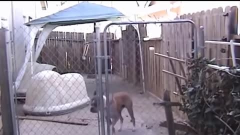 Animals Getting Shocked with Funny Sound Effects!!