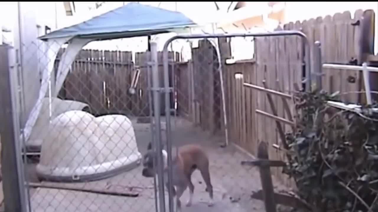 Animals Getting Shocked with Funny Sound Effects!!