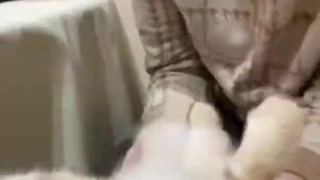 CAT PUPPIES