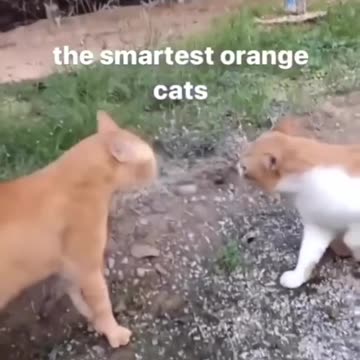 Naughty but funny cats