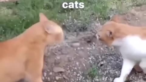 Naughty but funny cats