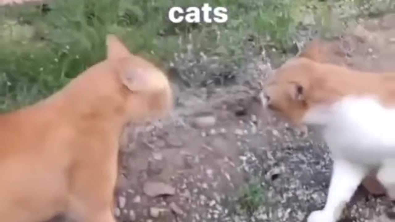 Naughty but funny cats