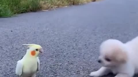 dog and parrot