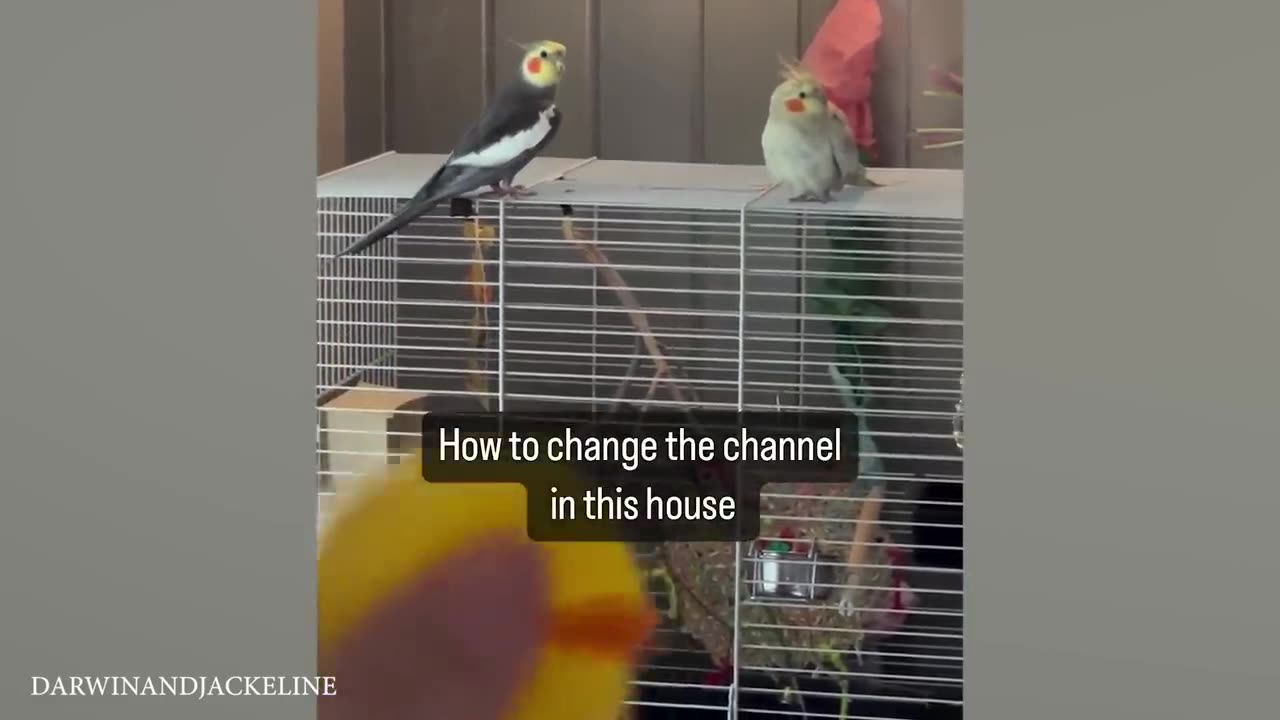 نازه