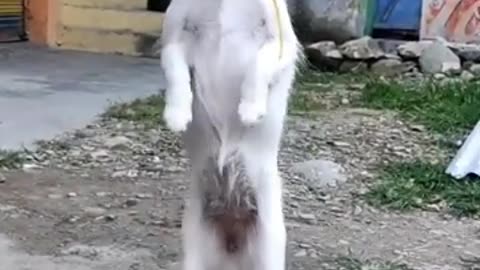 " cute _Dance -(dog)"