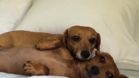 Two brown dogs are on the bed