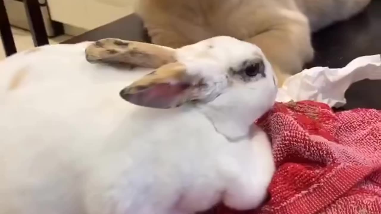 Puppy's reaction meeting a bunny for the first time.