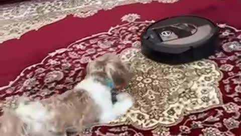 The puppy and the vacuum