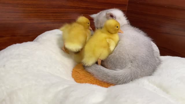 Yellow duckling wants to sleep next to the cute kitten，can a kitten be a good mother duck