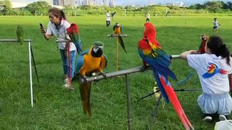 Beautiful Parrots with kids