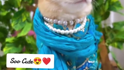 Sooo Cute Cat 🐈🐈🐈