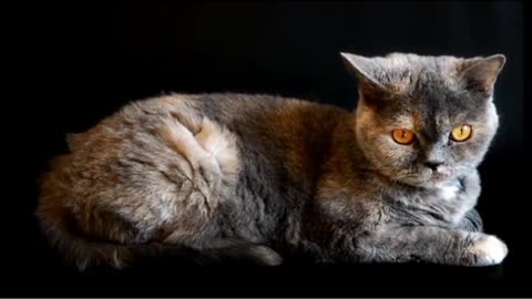 CAT PLAYFUL AND BIG PRETTY EYES