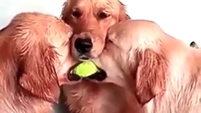 I think this tennis ball must be chicken