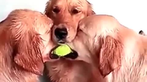 I think this tennis ball must be chicken