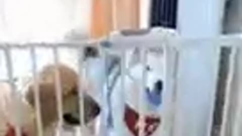 Amazing baby dog cute and funny dog videos