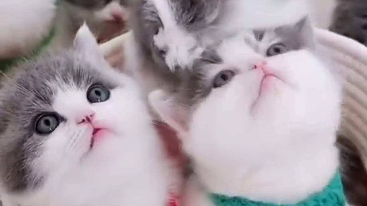 Cat baby