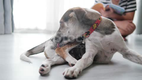 funny dog