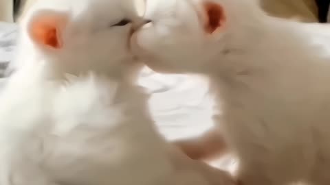 Cat Love.