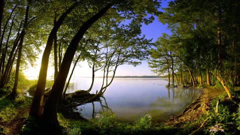 Nature Video Lake Trees Fog Water Light Sun Glare Leaves