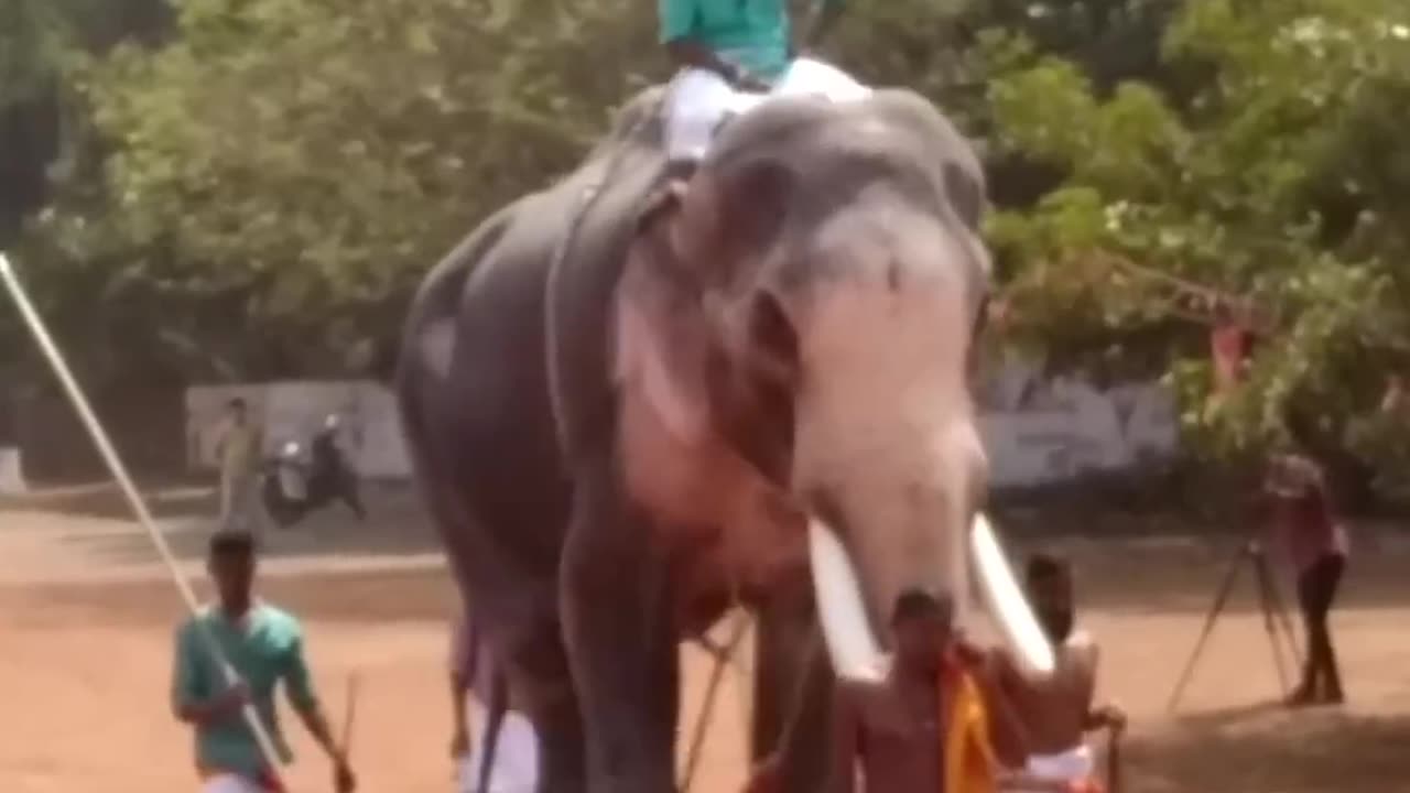 RAMAN .. The ultimate star of Indian domestic elephants #elephant #aanakeralam #aanapremi