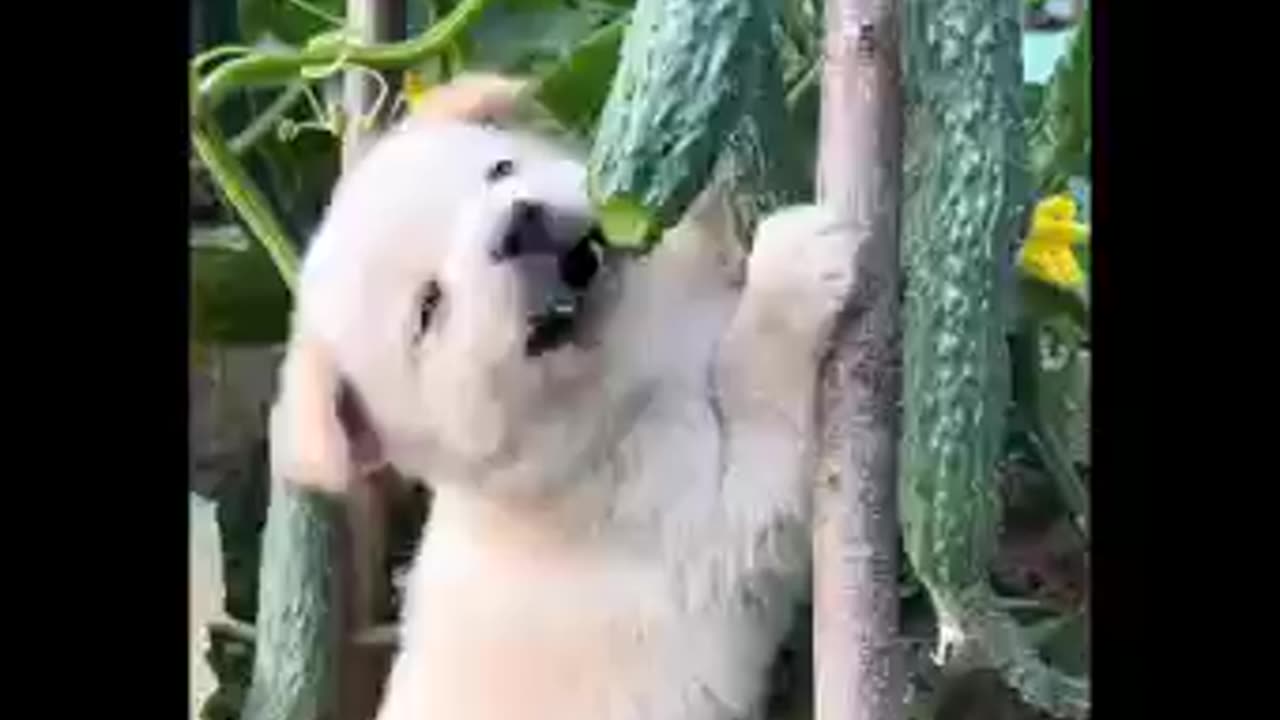 Cute Funny doggo moments