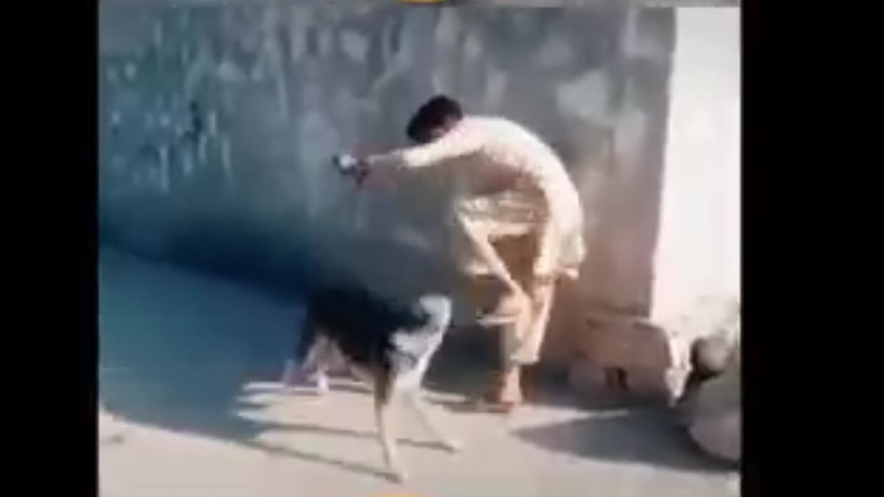 dog and man funny video