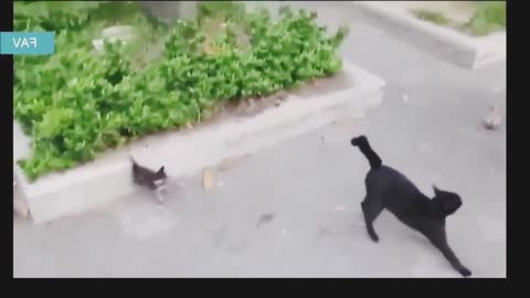 funny cats action