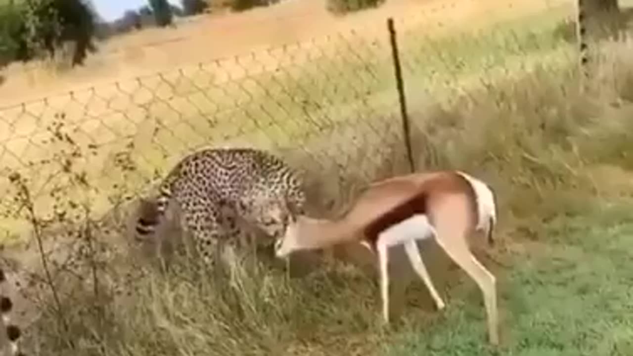 Leppard try to catch deer