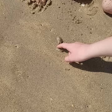Sand Crabs