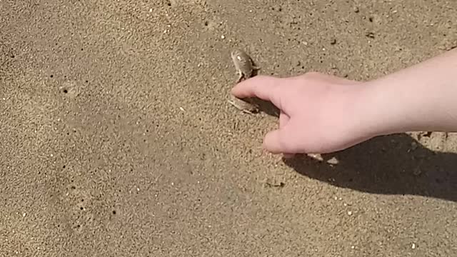 Sand Crabs
