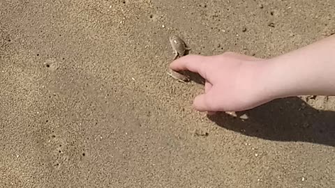 Sand Crabs