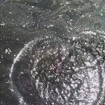 Bluegill and ducklings