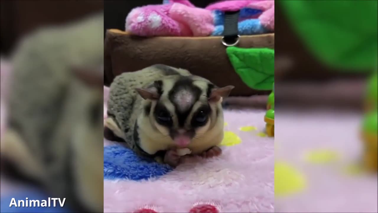 Sugar gliders flying