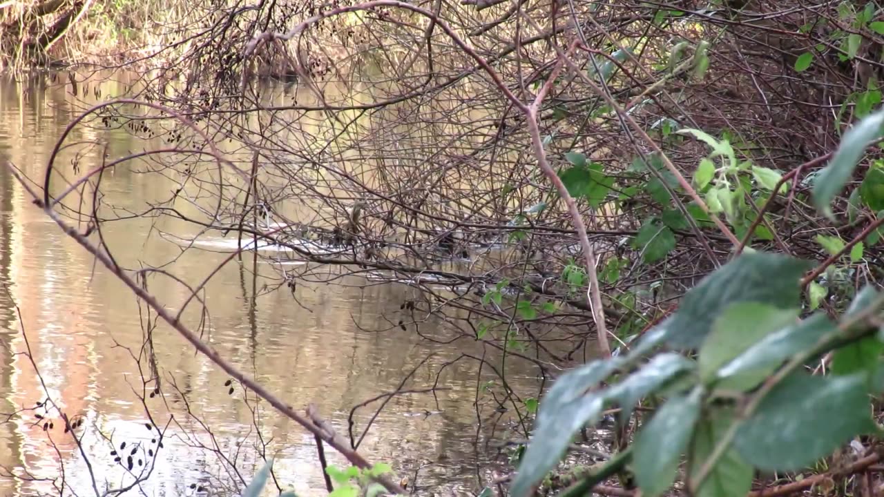 Otters in the wild - Norwich - UK