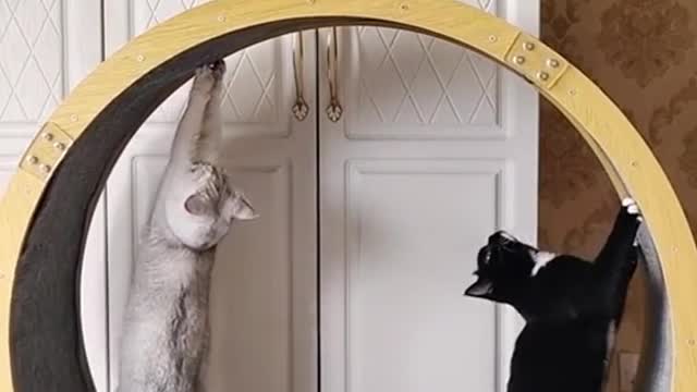 #catmom #catsoftiktok #funny #fyp