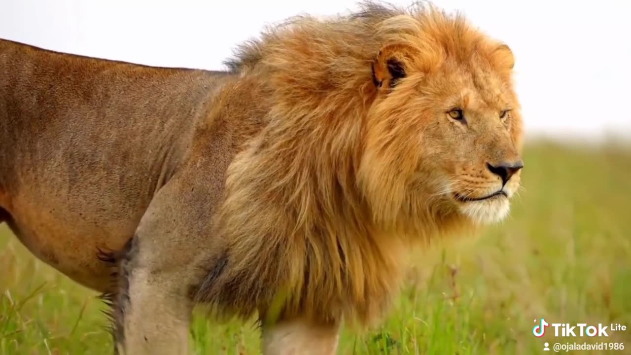 The king of the jungle