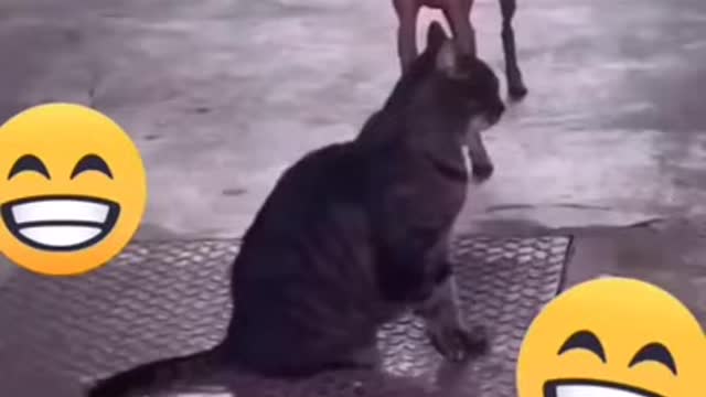 Michael Jackson 😂😂😂 - Funny Dog Dance