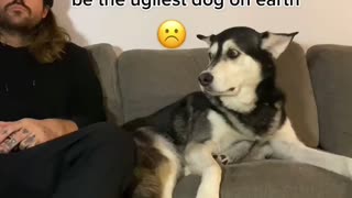 poor dogo