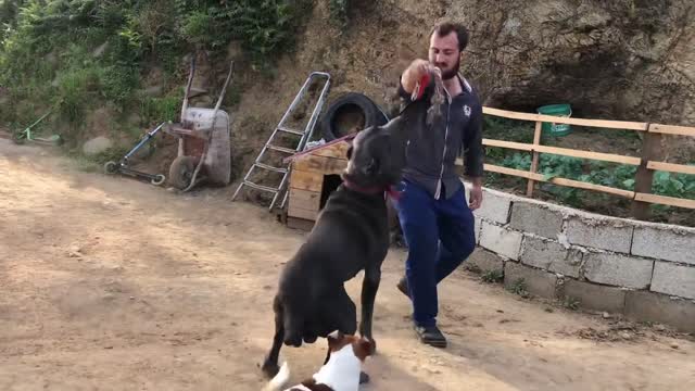 dog proves to be the best personal trainer ever