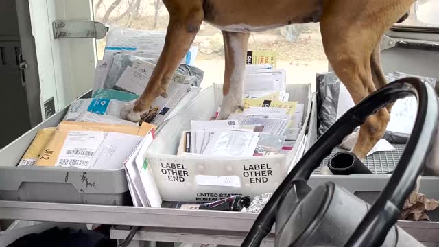 Boxer Barges Into Mail Truck