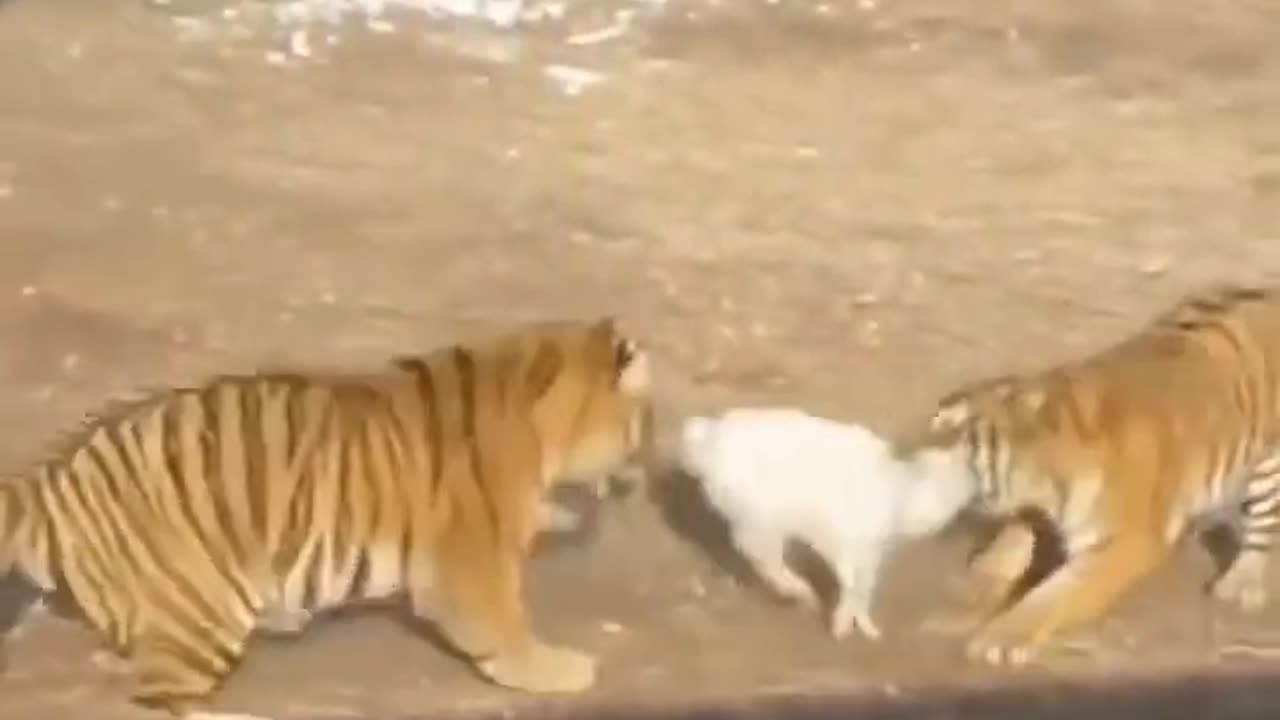 Baby Tiger