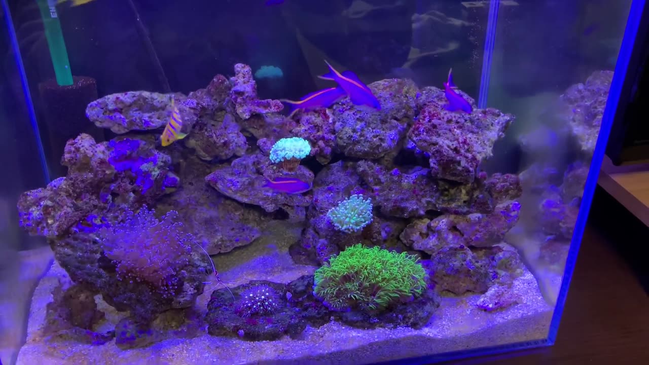 coral tank20221214