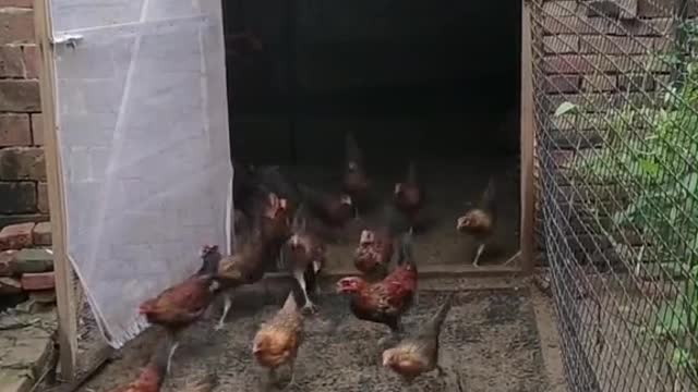 When the chickens emerge from the cage, you can see how intelligent they are.