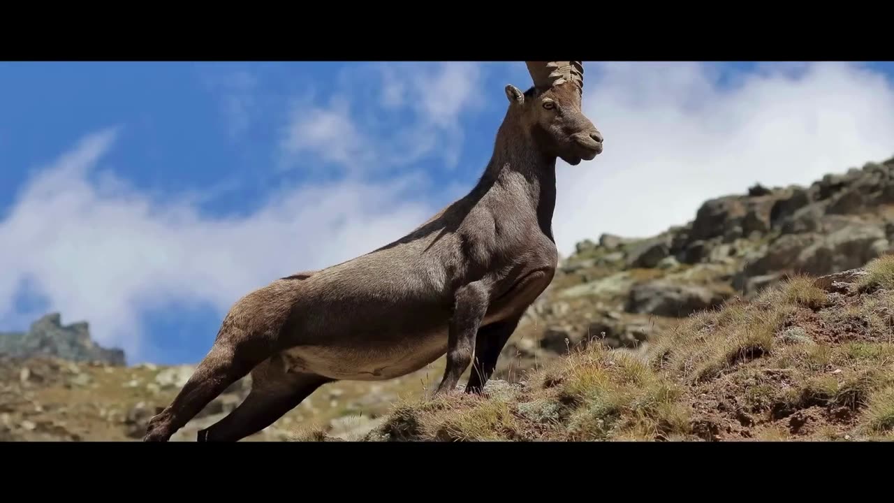 The Astonishing Agility of Mountain Goats: Unveiling the Secrets of Their Climbing Prowess