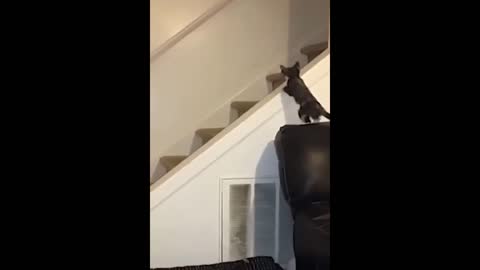 Jumping Cat