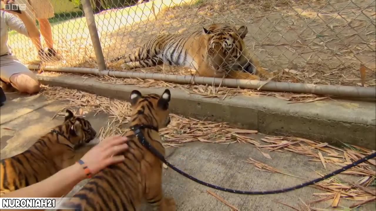 Cubs Meet Adult Tiger for the First Time - Tigers About The House