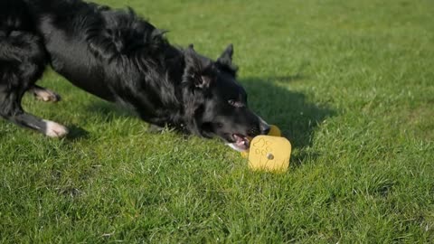 HEX the border collie 1 year FCI Obedience