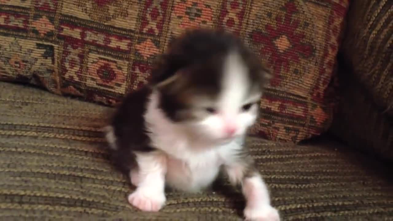 Two weak old kitten lovely video