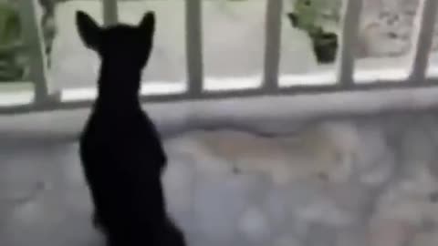 FUNNY ANIMAL VIDEO 2022 LAUGH....